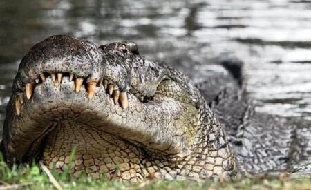 Crocodile mauls woman in palm oil plantation to death