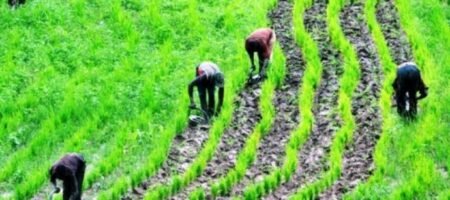 Jigawa farmers to get support from Govt