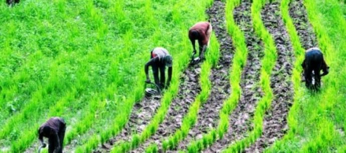 Jigawa farmers to get support from Govt