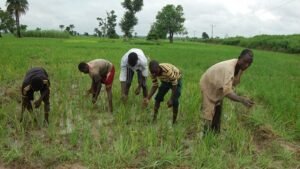 Kidnappers release Ondo farmers after payment of N5m ransom