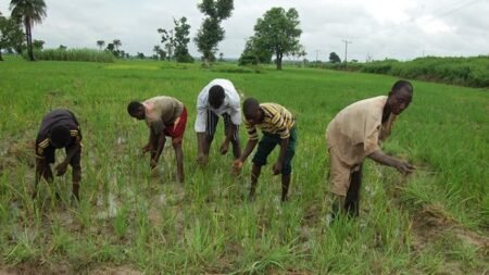 Kidnappers release Ondo farmers after payment of N5m ransom