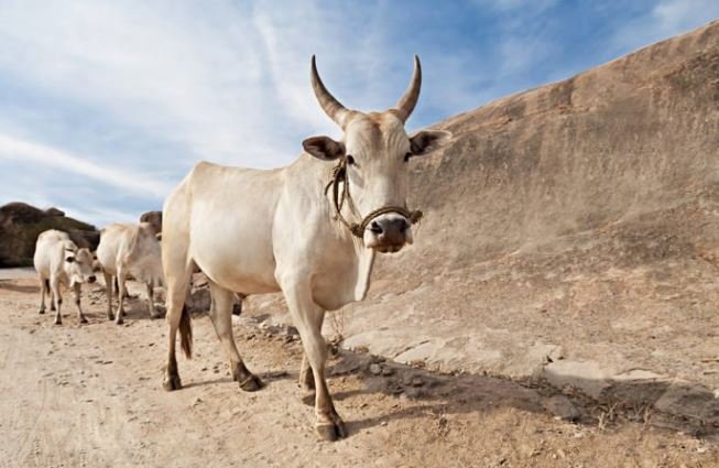 More parents are trading their daughters for cows and goats in South Sudan and Kenya as dowry or bride price as child marriages continue to soar