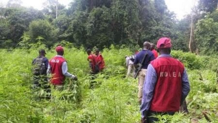 NDLEA arrests Indian hemp farmer in Sokoto