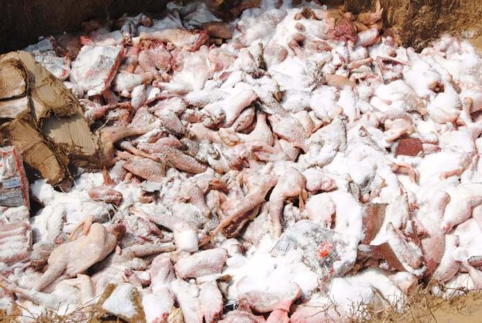 Sized Poultry Products being destroyed
