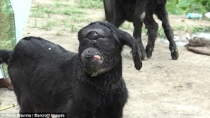 Yakubu was seen licking a goat's anus