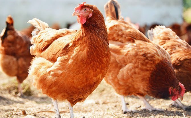 Farmers groaned over the low patronage of the sale of birds