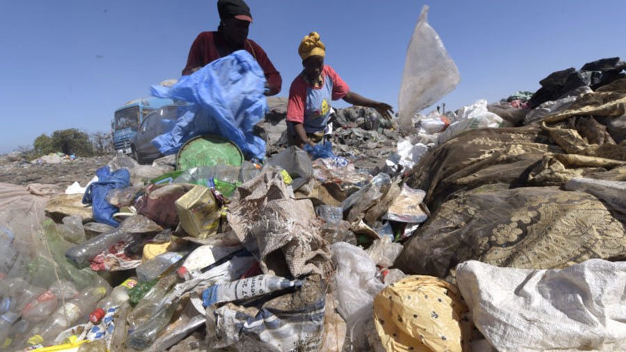 Rats were drawn to mounds of garbage