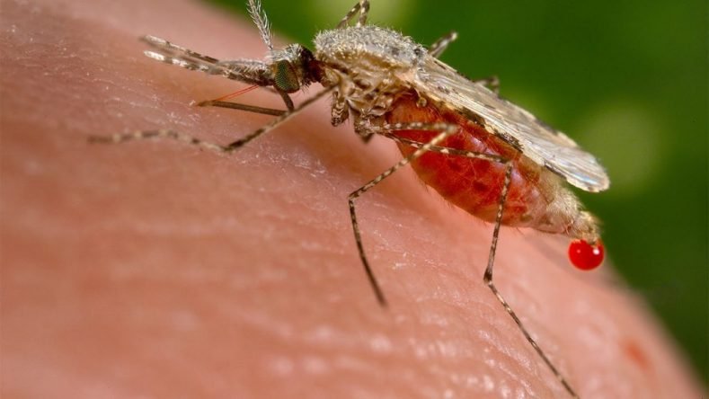 Over 13 million Nigerians battle malaria yearly