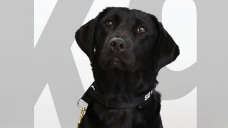 Lulu, CIA sniffer dog