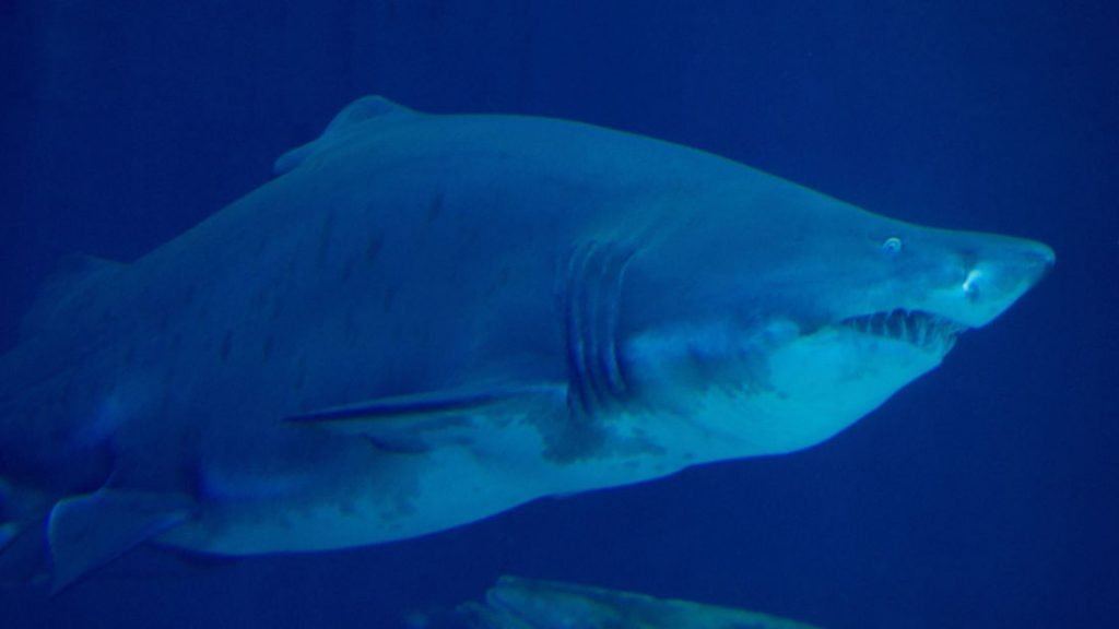 Tiger shark are on average around 15ft and up to 1,900lbs (file picture)