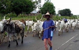 Amid the ongoing attacks by suspected armed herders in the country, Fulani leaders from all 13 local government areas of Nasarawa State have urged their cattle breeders and pastoralists to live in peace and harmony with other residents of the state and Nigerians in general.