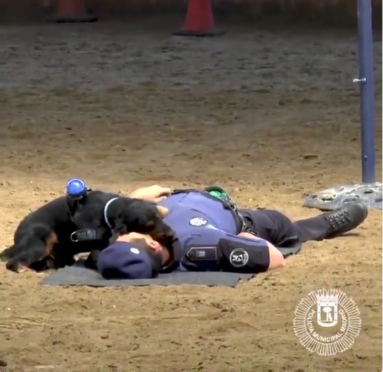 Poncho monitors the pulse of the police officer after performing a CPR