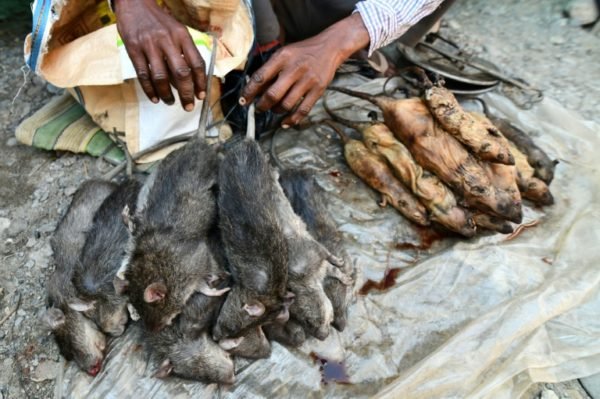 Rat meat delicacy is number one in India