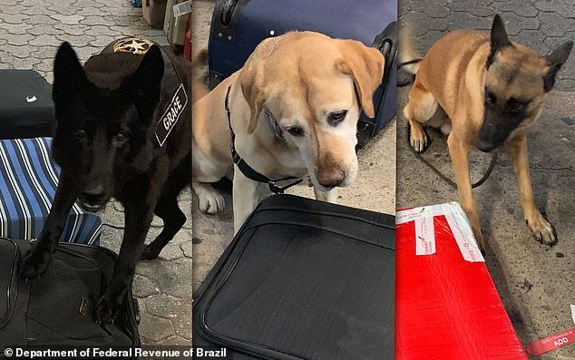 Drug sniffing dogs at an airport in Sao Paulo, Brazil, busted two women on Saturday and Sunday night trying to board international flights with cocaine hidden inside 16 pairs of sneakers and four framed paintings
