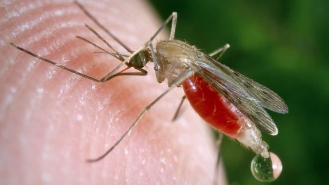 Oropouche virus is spread by mosquitoes and other biting insects 