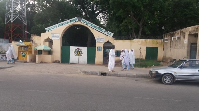 Drama as gorilla swallows in Kano prison