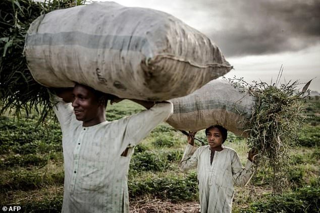 Massive expansion of farming in Nigeria has cut access to grazing land for nomadic herders and helped fuel violence