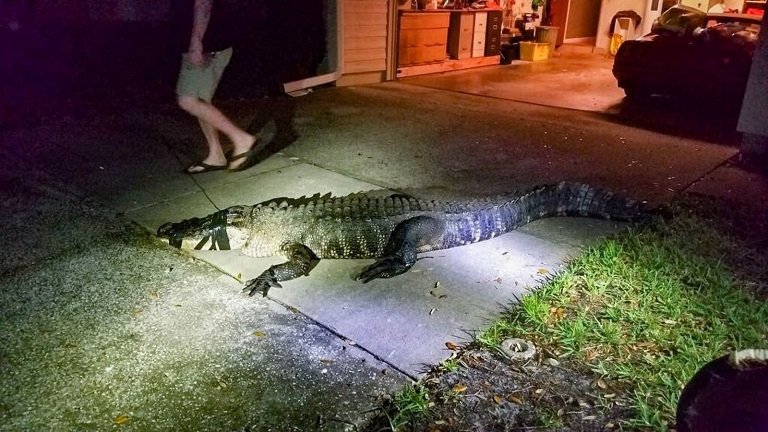The reptile had been spotted lurking around the neighbourhood by a woman delivering newspapers