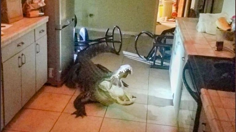 The homeowner found the alligator in her kitchen