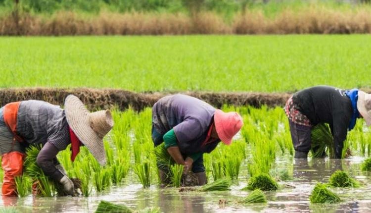 Global rice prices hit 15-year high after India restrictions