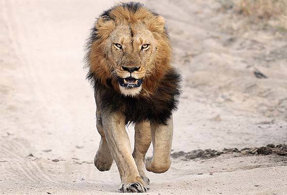 Lion kills zookeeper
