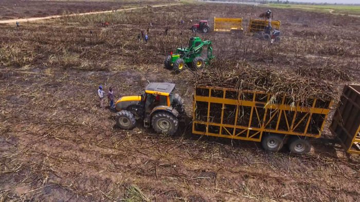 Harvesting of Sugar canes ongoing at the Sunti Golden Sugar Estates