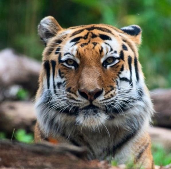 One of Malayan tiger at the Bronx zoo in New York City, US