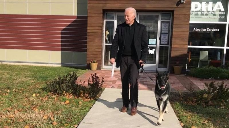 Joe Biden twisted his ankle while playing with Major, one of his two German shepherds