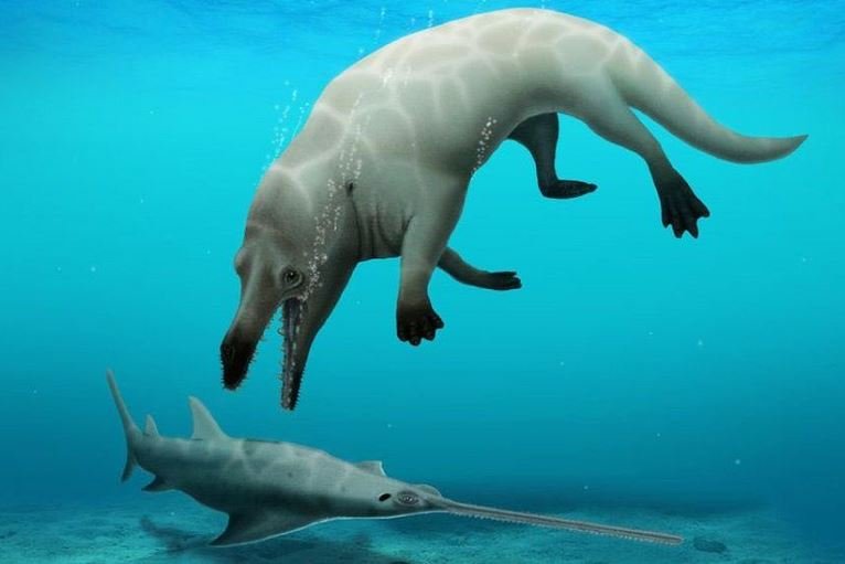 The partial skeleton of a four-legged whale was found in Egypt's Western Desert