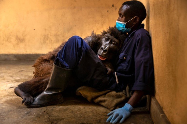 Ndakasi with her caregiver, Andre Bauma, a few days before her death on Sept. 26 at Virunga National Park in the Democratic Republic of Congo