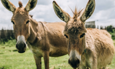 Tanzania bans donkey slaughter