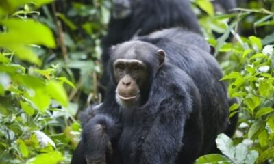 Fana the Chimpanzee