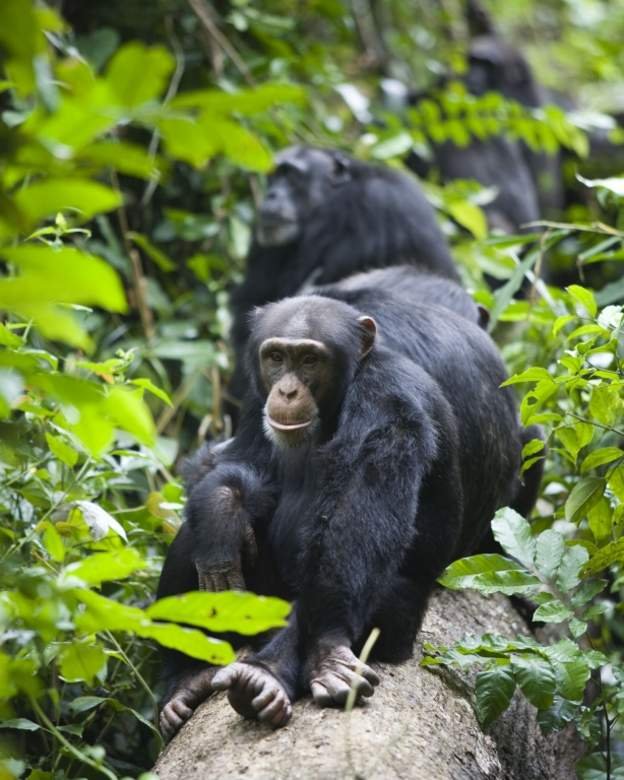 Fana the Chimpanzee
