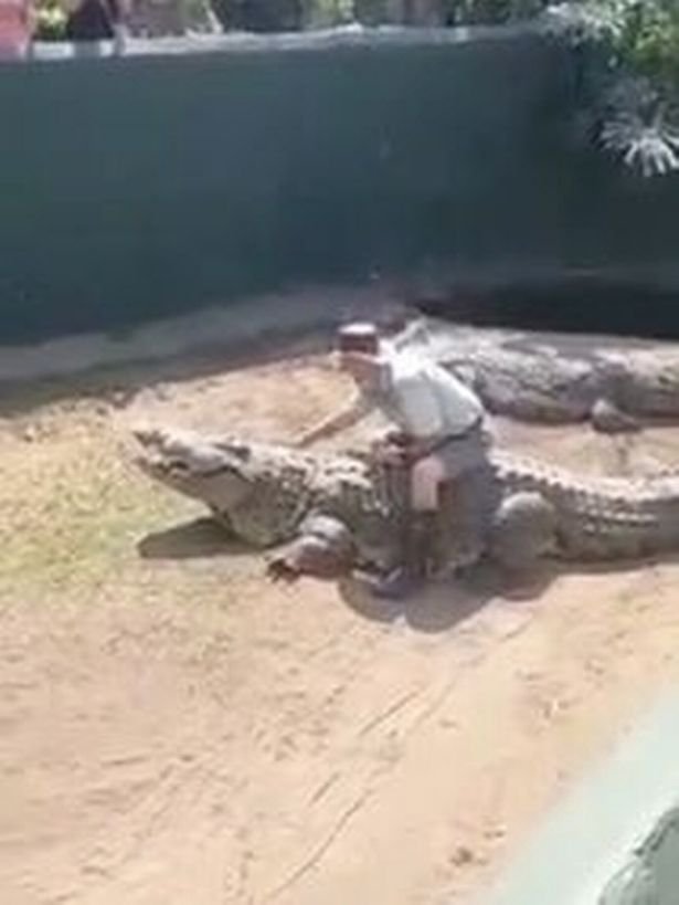 crocodile