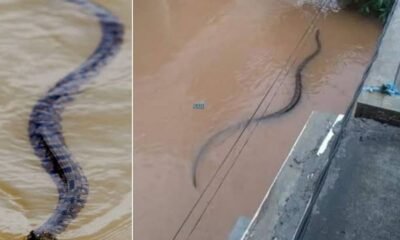 A big snake in the floods