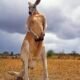 Kangaroo attacked owner in Australia