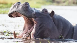 The invasion of displaced hippopotamuses in the Guyuk and Shelleng Local Government Areas of Adamawa state, resulted in the death of one person.