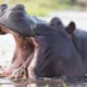 Makurdi: Hippopotamus attacks, kills pregnant woman