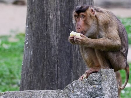 Monkeys save 6-year-old girl from attempted rape in India