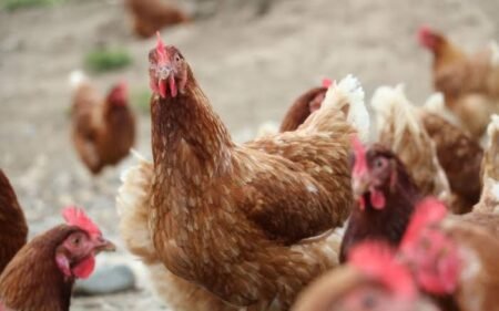Rivers confirms bird flu outbreak