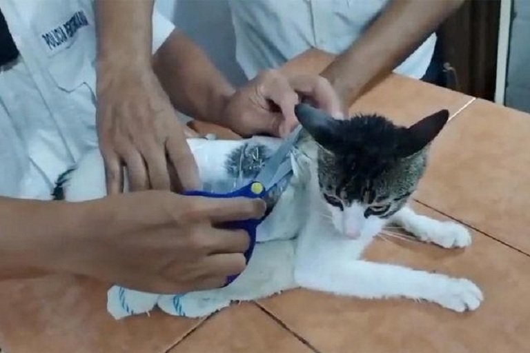Cat caught smuggling drugs into Costa Rica prison