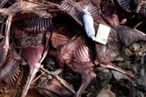 Nigeria’s illegal bushmeat trade poses growing health risk, says Wild Africa