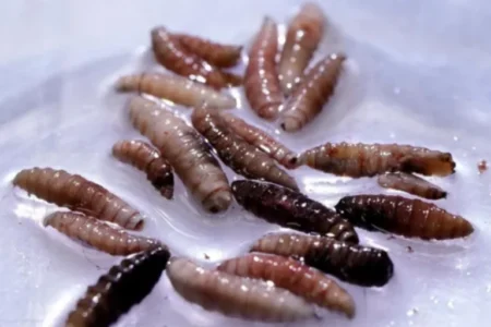Screwworm: What to know about flesh-eating maggots after first US human case