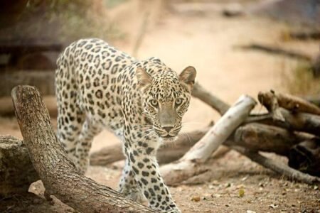 Leopard kills worker at Jerusalem's Biblical zoo